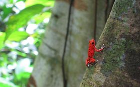 Red Frog Beach Island Resort